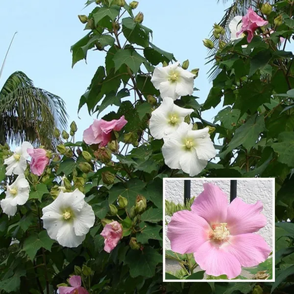 Single_Petal_All_Time_Cotton_Rose_Land_Lotus_Sthal_Poddo_Hibiscus_Mutabilis_Changeable_Colour_Flower_Plant