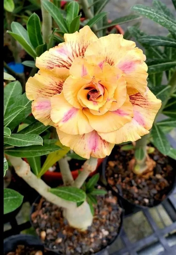 Rosy_Verity_Adenium_Obesum_Desert_Rose_Grafted_Flowers_Plant_P113