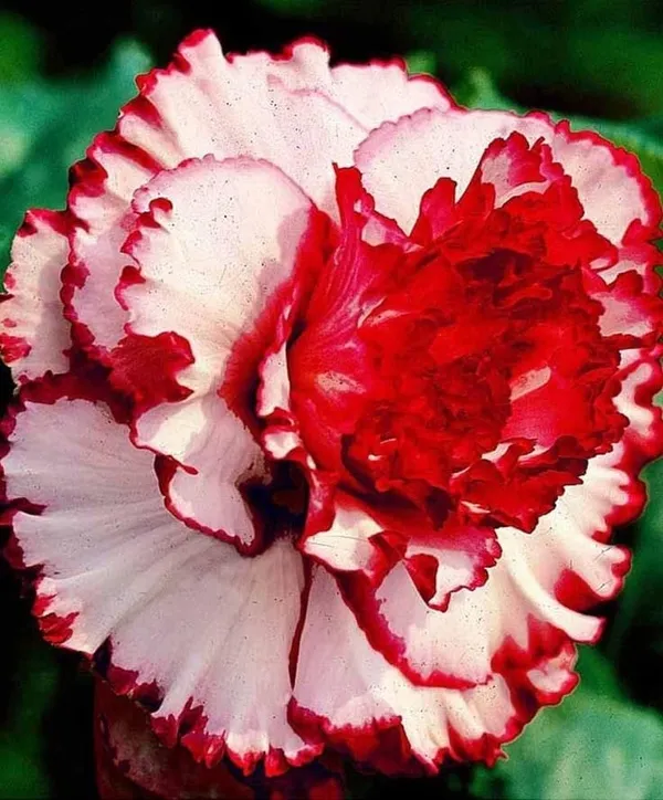 Rosy_Verity_Adenium_Obesum_Desert_Rose_Grafted_Flowers_Plant_P112