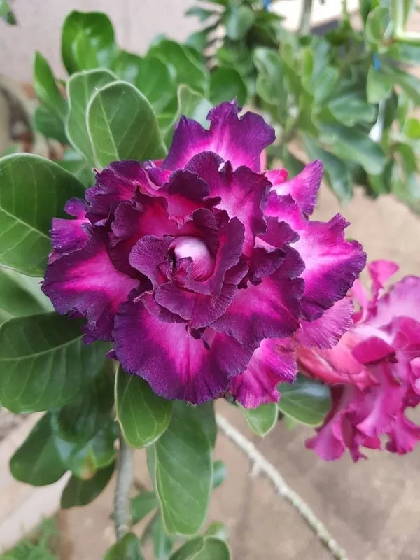 Rosy_Verity_Adenium_Obesum_Desert_Rose_Grafted_Flowers_Plant_P111