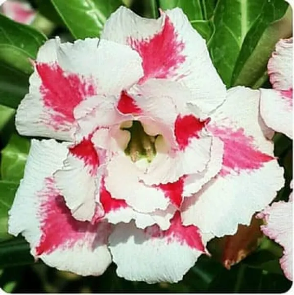 Hybrid_Rosy_Verity_Adenium_Obesum_Desert_Rose_Grafted_Flowers_Plant_P110