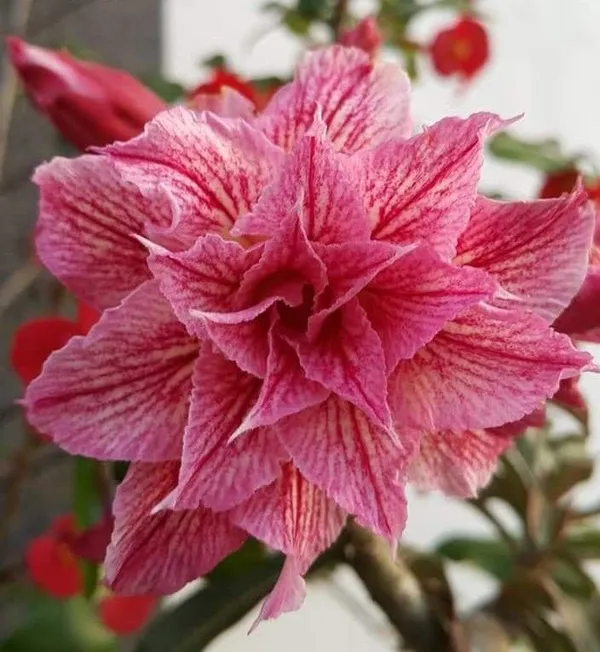 Rosy_Verity_Grafting_Adenium_Obesum_Desert_Rose_Grafted_Flowers_Plant_P109