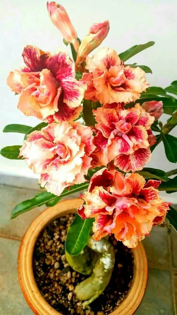 Rosy_Verity_Adenium_Obesum_Desert_Rose_Grafted_Flowers_Plant_P106