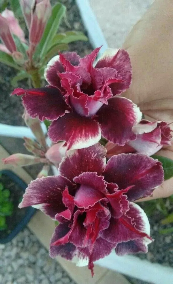 Rosy_Verity_Adenium_Obesum_Desert_Rose_Grafted_Flowers_Plant_P107