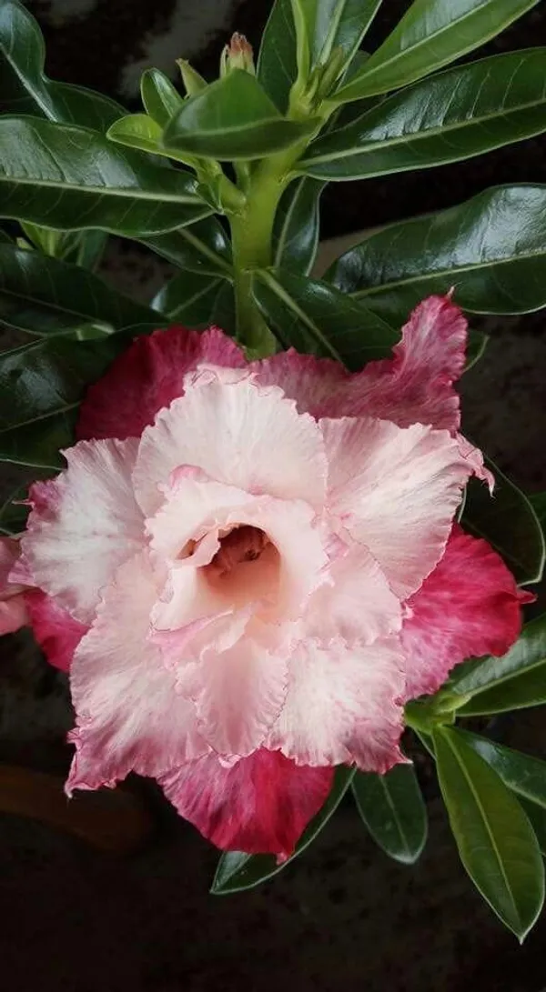 Rosy_Verity_Adenium_Obesum_Desert_Rose_Grafted_Flowers_Plant_P105