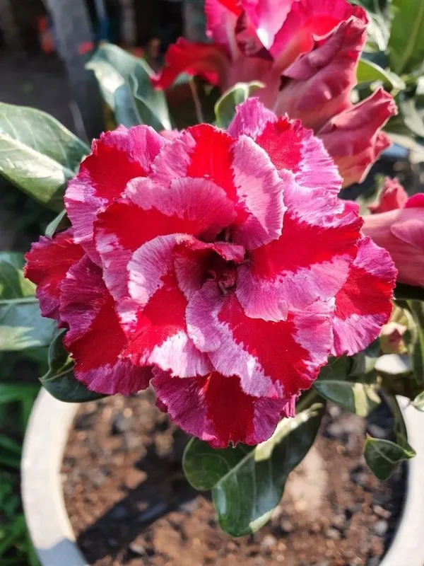 Rosy_Verity_Adenium_Obesum_Desert_Rose_Grafted_Flowers_Plant_P103