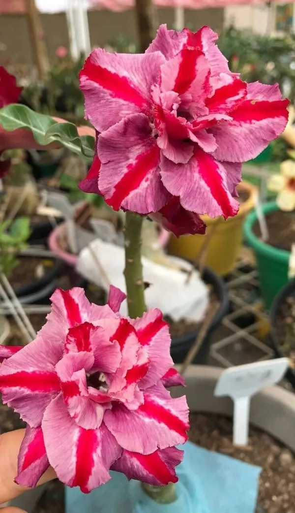 Adenium_Obesum_Desert_Rose_Grafted_Flowers_Plant_Pack_Of_2