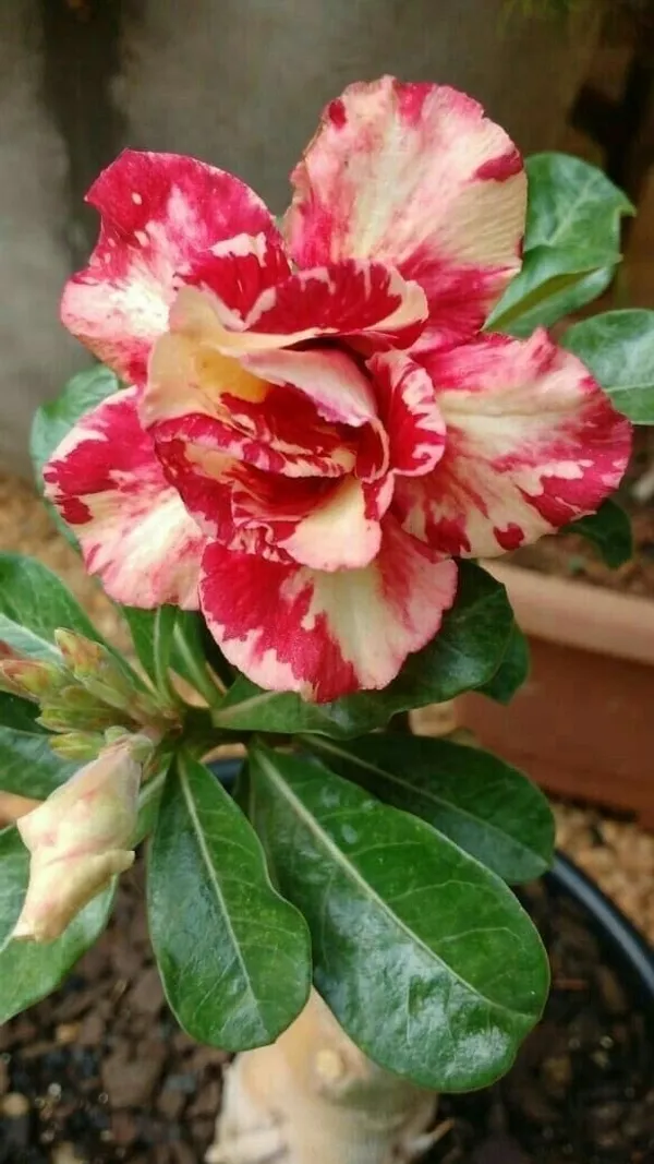 Adenium_Obesum_Desert_Rose_Grafted_Flowers_Plant_Pack_Of_2
