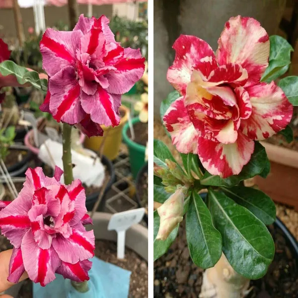 Adenium_Obesum_Desert_Rose_Grafted_Flowers_Plant_Pack_Of_2