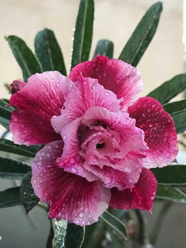 Rosy_Verity_Adenium_Obesum_Desert_Rose_Grafted_Flowers_Plant_P96