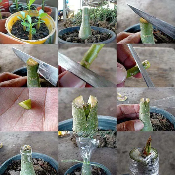 Rosy_Verity_Adenium_Obesum_Desert_Rose_Grafted_Flowers_Plant_P96