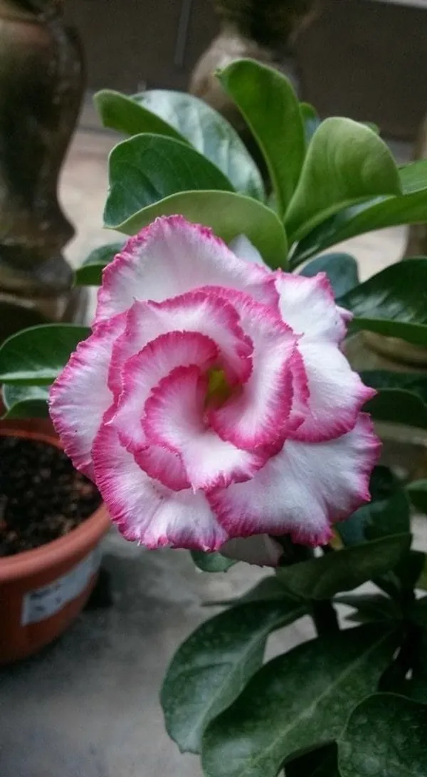 Rosy_Verity_Adenium_Obesum_Desert_Rose_Grafted_Flowers_Plant_P91