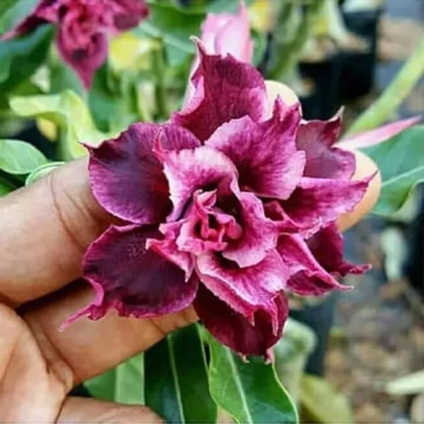 Hybrid_Rosy_Verity_Adenium_Obesum_Desert_Rose_Grafted_Flowers_Plant_90