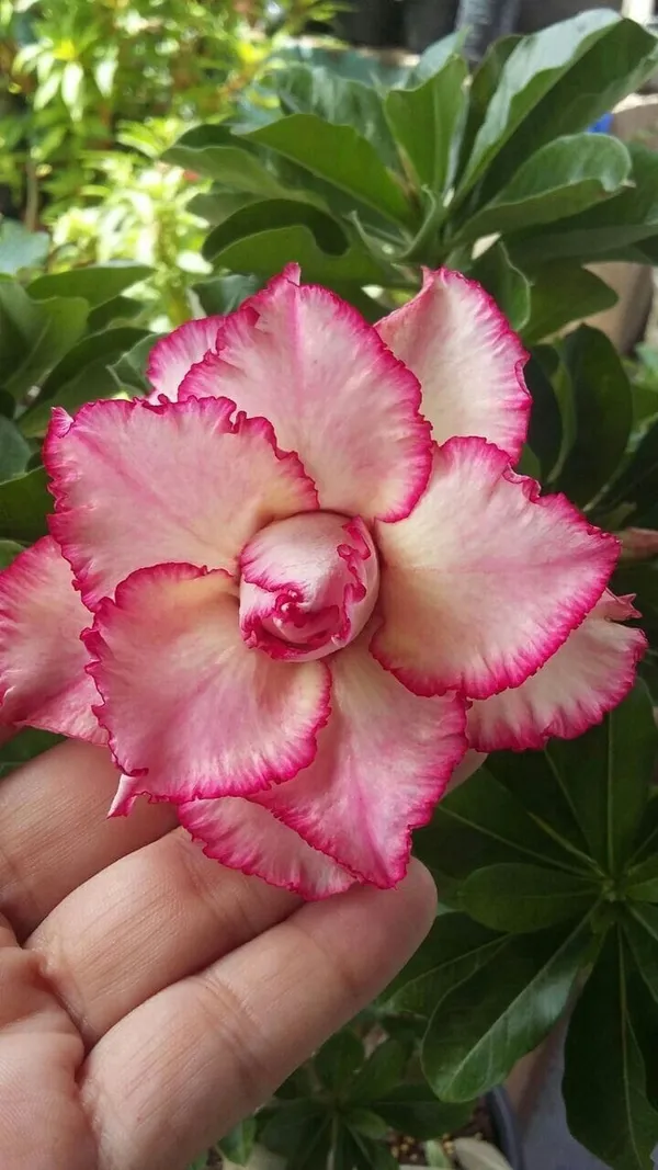Rosy_Verity_Grafting_Adenium_Obesum_Desert_Rose_Grafted_Flowers_Plant_P89