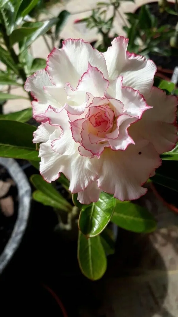 Rosy_Variety_Grafting_Adenium_Obesum_Desert_Rose_Grafted_Flowers_Plant_P88