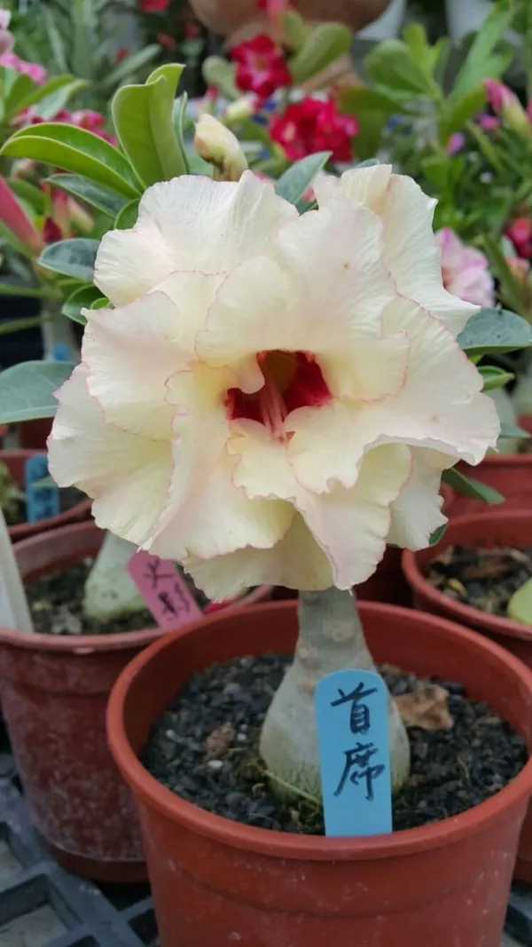 Rosy_Variety_Grafting_Adenium_Obesum_Desert_Rose_Grafted_Flowers_Plant_P87