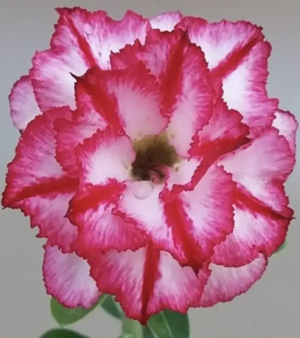 Hybrid_Rosy_Variety_Adenium_Obesum_Desert_Rose_Grafted_Flowers_Plant_P86