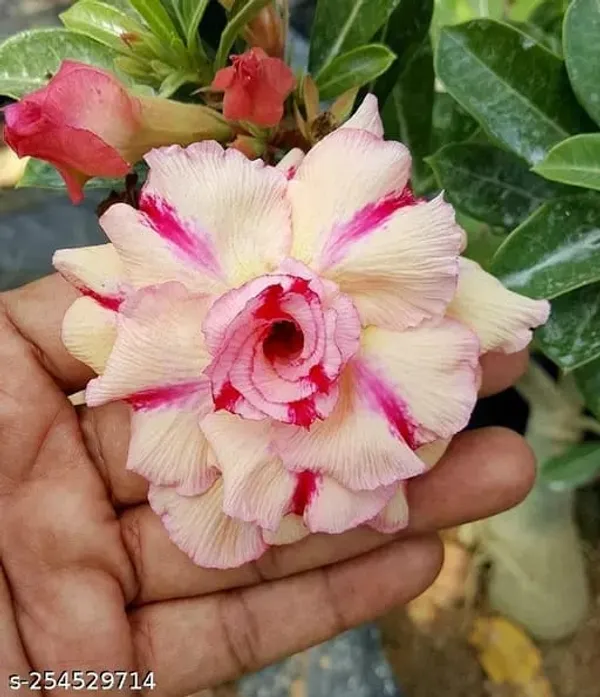 Hybrid_Rosy_Variety_Adenium_Obesum_Desert_Rose_Grafted_Flowers_Plant_P85
