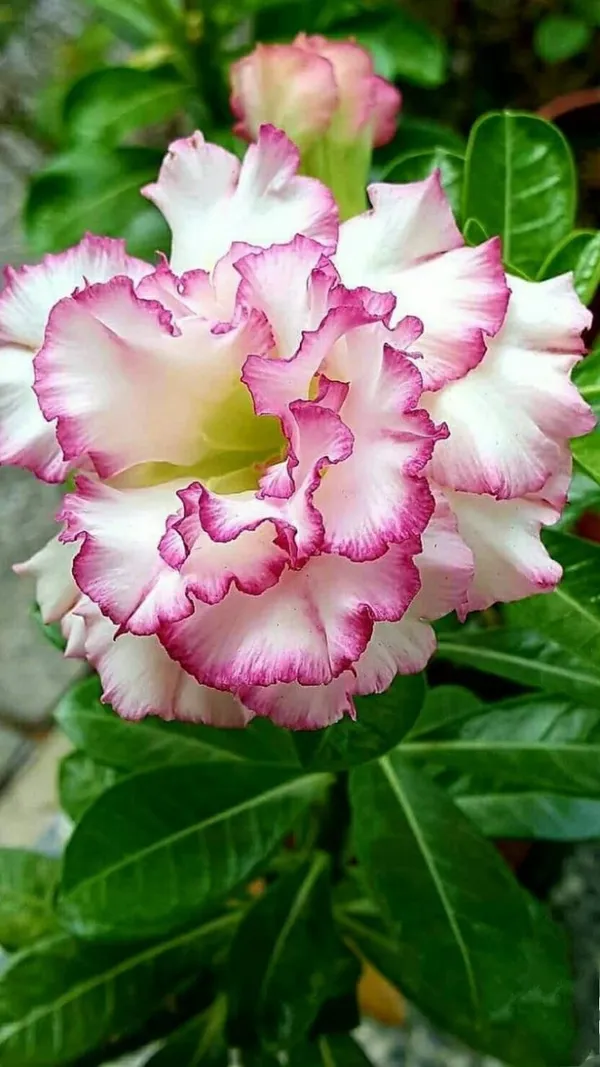 Rosy_Variety_Adenium_Obesum_Desert_Rose_Grafted_Flowers_Plant_P83