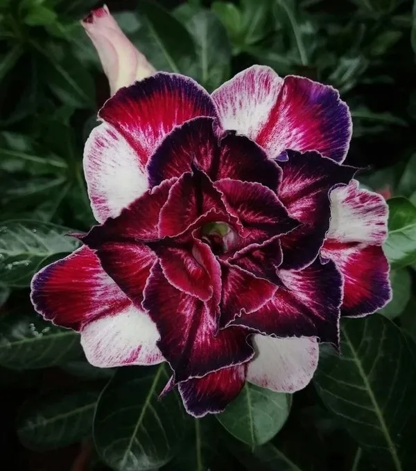 Hybrid_Rosy_Variety_Adenium_Obesum_Desert_Rose_Grafted_Flowers_Plant_P82