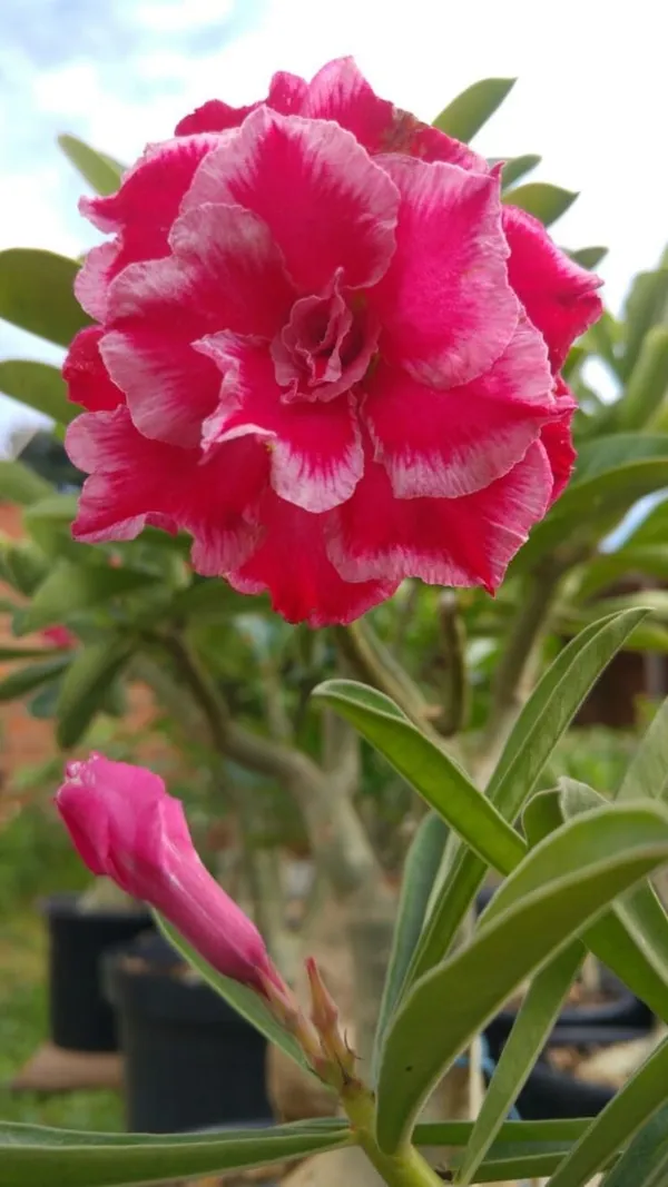 Rosy_Variety_Adenium_Obesum_Desert_Rose_Grafted_Flowers_Plant_P81