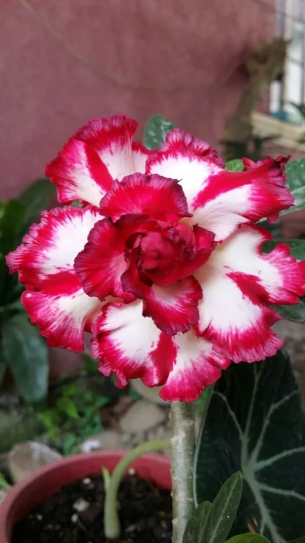 Rosy_Variety_Adenium_Obesum_Desert_Rose_Grafted_Flowers_Plant_P77