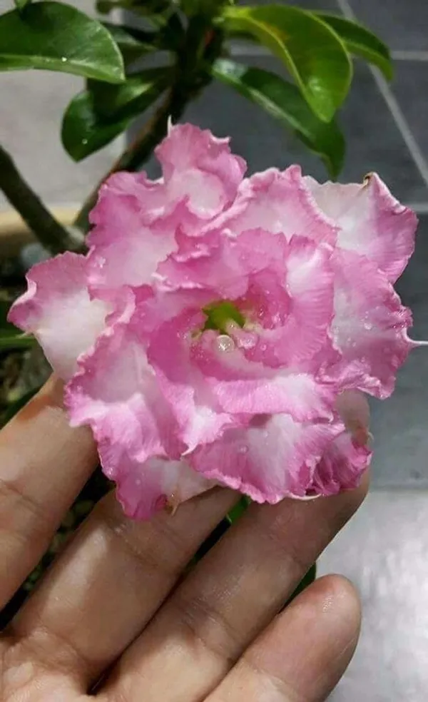 Rosy_Variety_Adenium_Obesum_Desert_Rose_Grafted_Flowers_Plant_P76