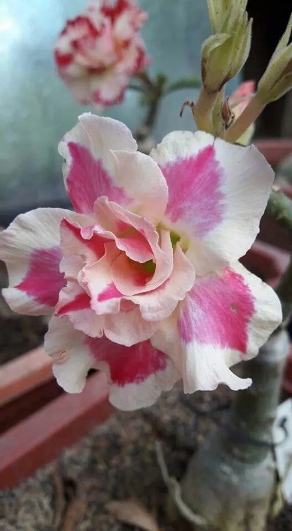 Rosy_Variety_Adenium_Obesum_Desert_Rose_Grafted_Flowers_Plant_P75