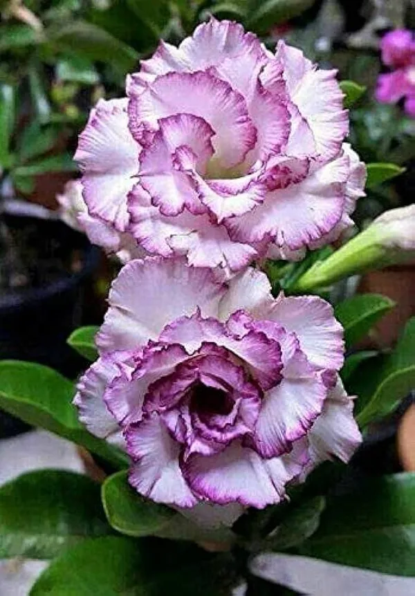 Hybrid_Rosy_Variety_Adenium_Obesum_Desert_Rose_Grafted_Flowers_Plant_P73