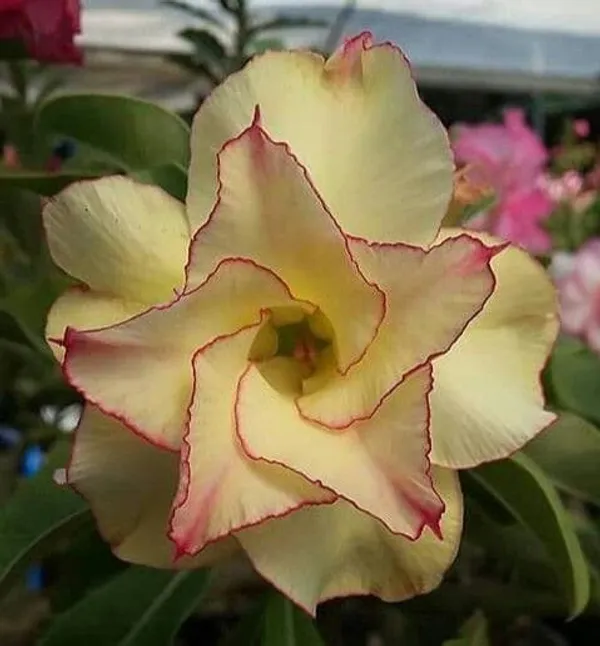Rosy_Variety_Adenium_Obesum_Desert_Rose_Grafted_Flowers_Plant_P72