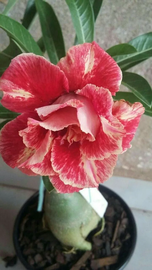 Rosy_Variety_Adenium_Obesum_Desert_Rose_Grafted_Flowers_Plant_P71