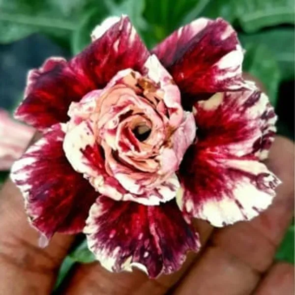 Hybrid_Rosy_Adenium_Obesum_Desert_Rose_Grafted_Flowers_Plant_P69