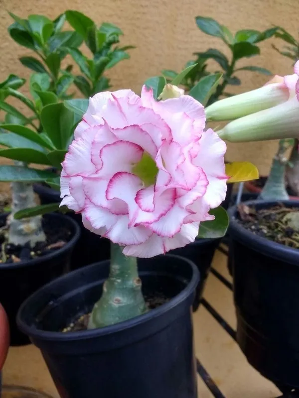 Rosy_Variety_Adenium_Obesum_Desert_Rose_Grafted_Flowers_Plant_P66