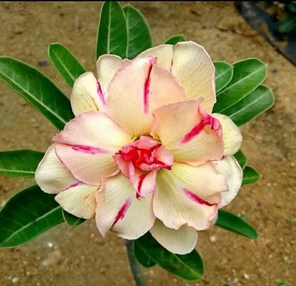 Hybrid_Rosy_Variety_Adenium_Obesum_Desert_Rose_Grafted_Flowers_Plant_P64
