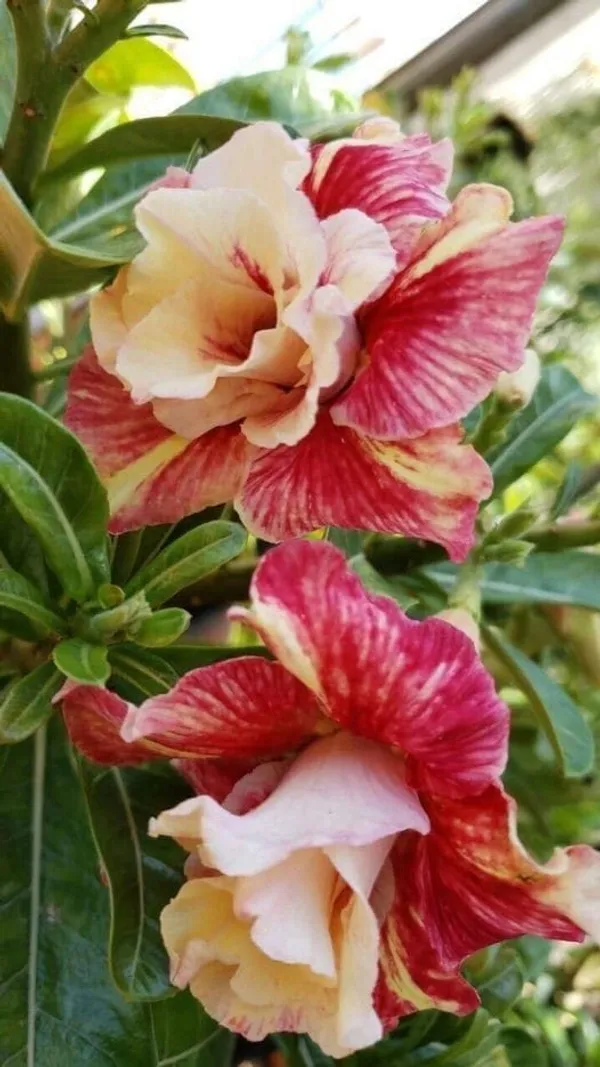 Rosy_Variety_Adenium_Obesum_Desert_Rose_Grafted_Flowers_Plant_P63