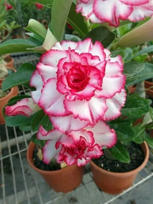 Rosy_Variety_Adenium_Obesum_Desert_Rose_Grafted_Flowers_Plant_P62