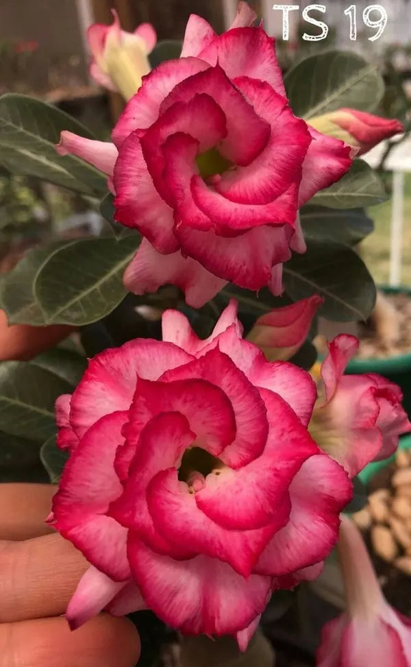 Rosy_Variety_Adenium_Obesum_Desert_Rose_Grafted_Flowers_Plant_P61