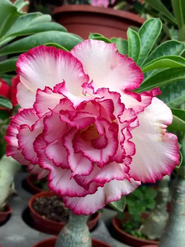 Rosy_Variety_Adenium_Obesum_Desert_Rose_Grafted_Flowers_Plant_P60