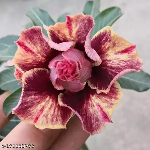 Hybrid_Rosy_Variety_Adenium_Obesum_Desert_Rose_Grafted_Flowers_Plant_P59