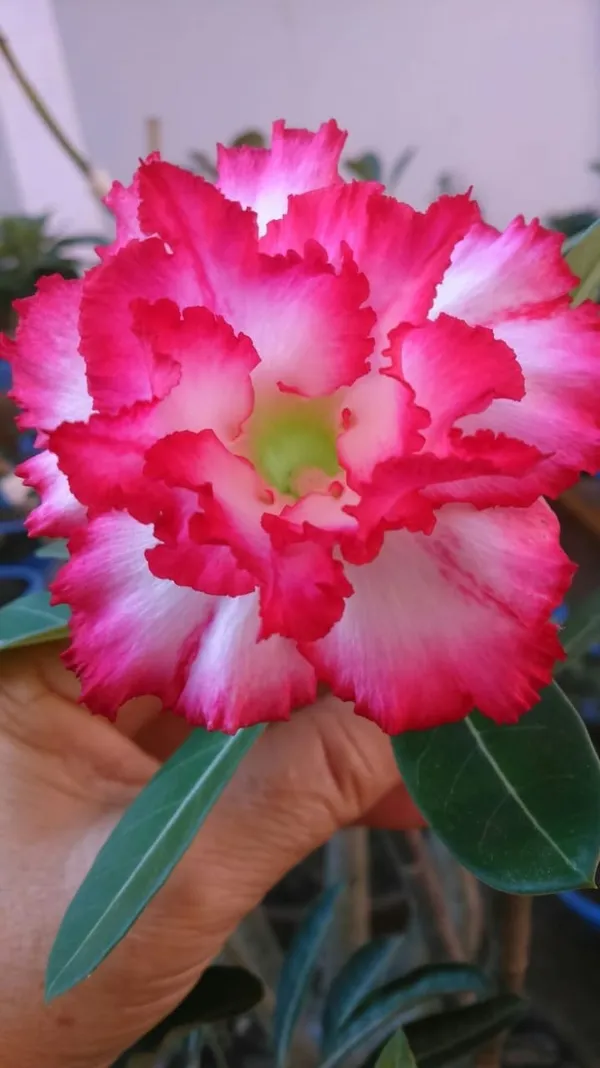Rosy_Variety_Adenium_Obesum_Desert_Rose_Grafted_Flowers_Plant_P55