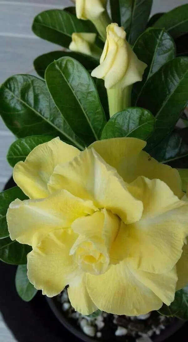 Rosy_Variety_Adenium_Obesum_Desert_Rose_Grafted_Flowers_Plant_P54