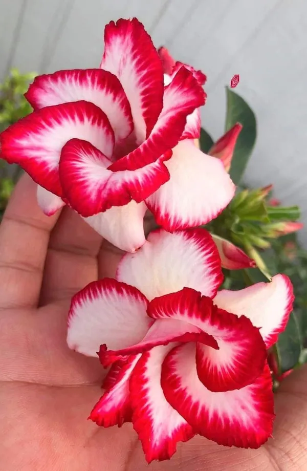 Rosy_Variety_Adenium_Obesum_Desert_Rose_Grafted_Flowers_Plant_P52