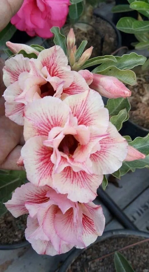 Rosy_Variety_Adenium_Obesum_Desert_Rose_Grafted_Flowers_Plant_P49