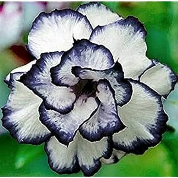 Hybrid_Rosy_Variety_Adenium_Obesum_Desert_Rose_Grafted_Flowers_Plant_P45