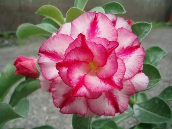 Adenium_Obesum_Desert_Rose_Grafted_Flowers_Plant_Pack_Of_5