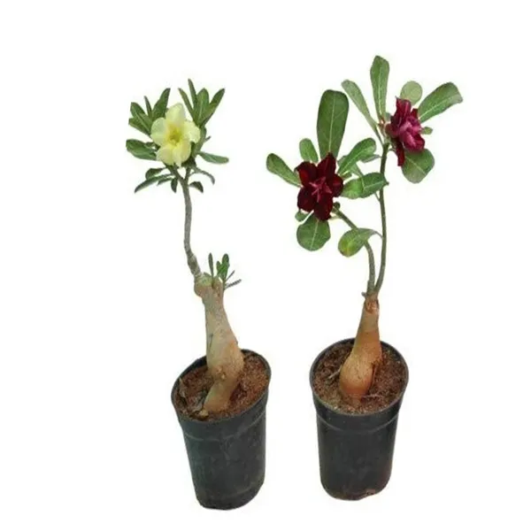 Adenium_Obesum_Desert_Rose_Grafted_Flowers_Plant_Pack_Of_2