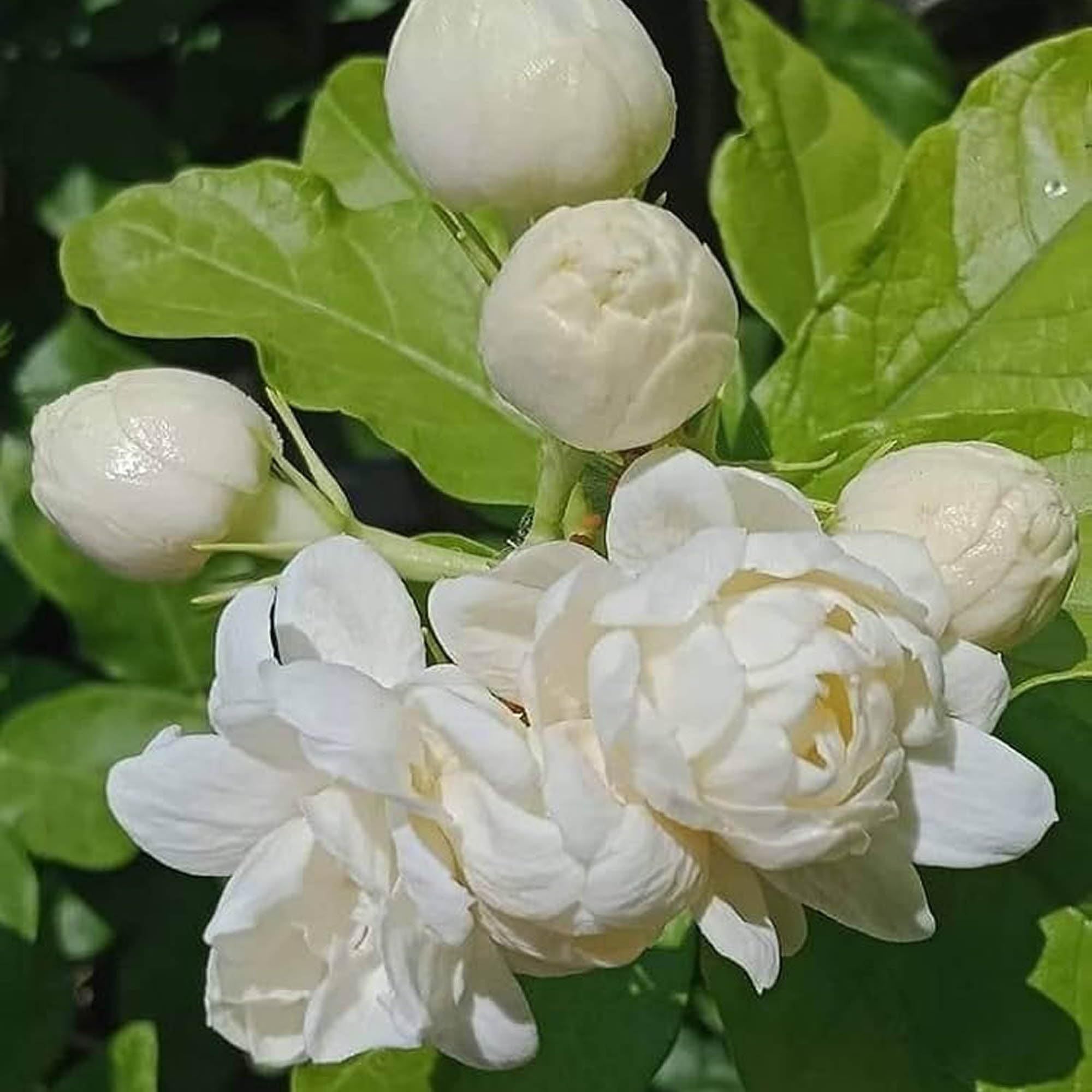 Bel_Arabian_Jasmine_Fragrant_Flower_Plant