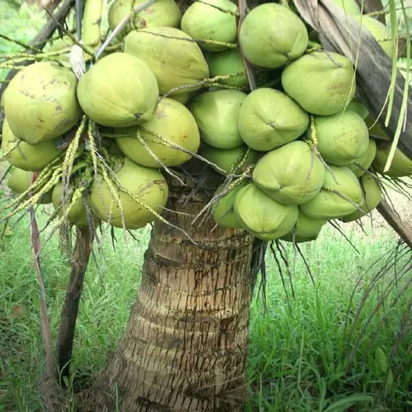 Ganga_Bondam_Coconut_Hybrid_Dwarf_Varaity_Fruit_Plants_Tree_2_4_Size