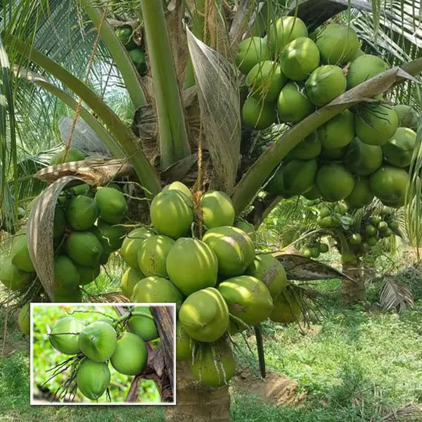 Ganga_Bondam_Coconut_Hybrid_Dwarf_Varaity_Fruit_Plants_Tree_2_4_Size