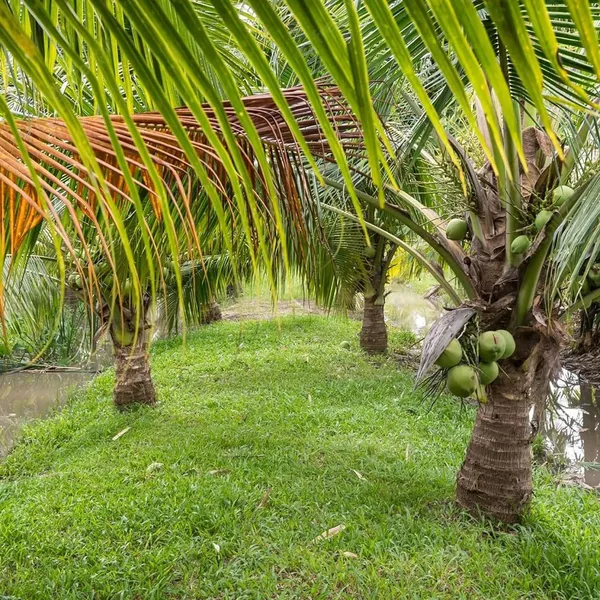 Ganga_Bondam_Coconut_Hybrid_Dwarf_Varaity_Fruit_Plants_Tree_2_4_Size